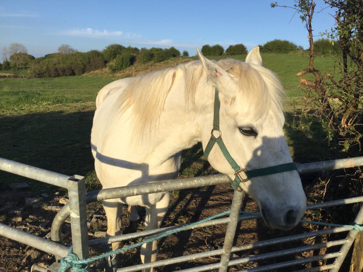 Westport Glamping At Doon Angus Farm Villa Luaran gambar